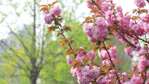 Цветение Сакуры Полном Расцвете Парке Северный Китай — стоковое видео
