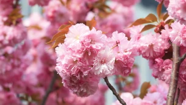 Flores Cerejeira Plena Floração Parque Norte China — Vídeo de Stock