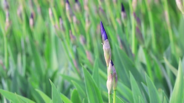 Iris Piena Fioritura Nel Parco Cina Settentrionale — Video Stock
