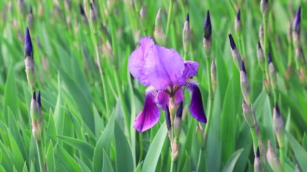 Iris Πλήρη Άνθιση Στο Πάρκο Βόρεια Κίνα — Αρχείο Βίντεο