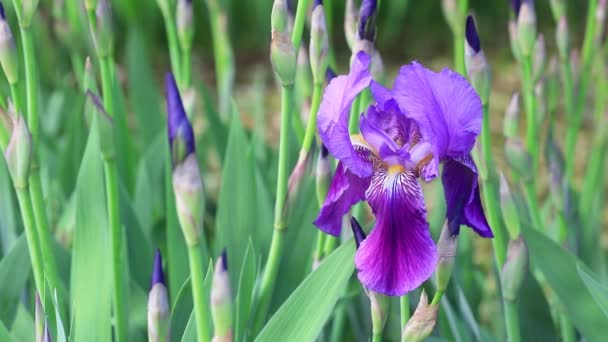 Iris Full Bloom Park North China — Stock Video
