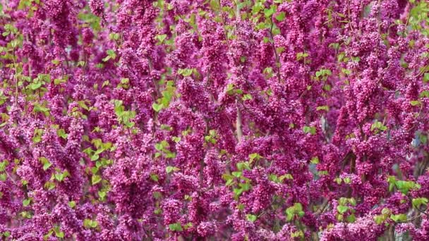 Blühende Lila Blumen Botanischen Garten Nordchina — Stockvideo