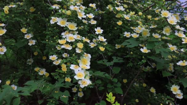 Rosa Amarela Plena Floração Jardim Botânico Norte China — Vídeo de Stock