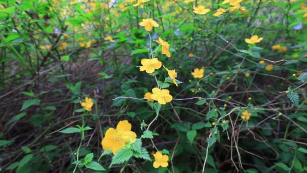 Žlutá Růže Plném Květu Botanické Zahradě Severní Čína — Stock video