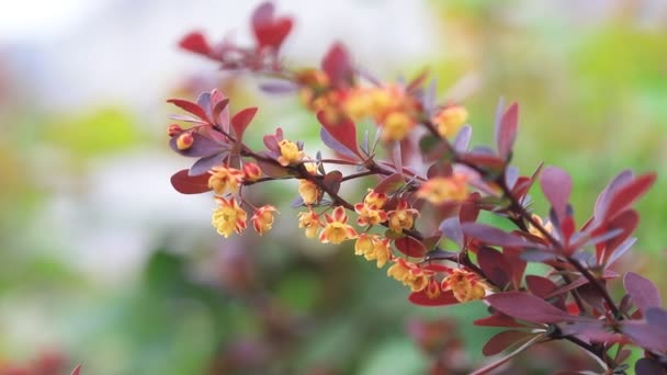 Berberis Full Bloom Botanical Garden North China — Stock Video