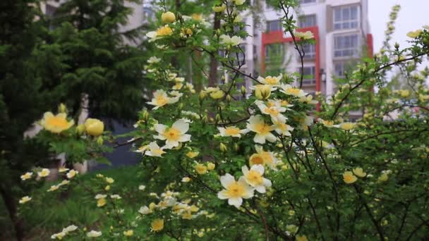 Желтая Роза Полном Расцвете Ботаническом Саду Северный Китай — стоковое видео