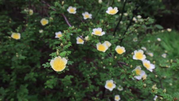 植物園 北中国で満開の黄色いバラ — ストック動画