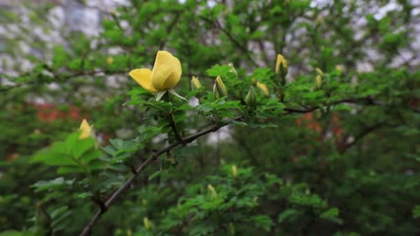 Žlutá Růže Plném Květu Botanické Zahradě Severní Čína — Stock video