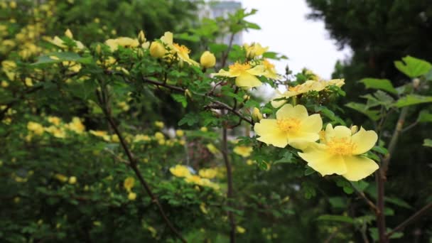 Κίτρινο Τριαντάφυλλο Πλήρη Άνθιση Στον Βοτανικό Κήπο Βόρεια Κίνα — Αρχείο Βίντεο