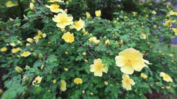 Κίτρινο Τριαντάφυλλο Πλήρη Άνθιση Στον Βοτανικό Κήπο Βόρεια Κίνα — Αρχείο Βίντεο