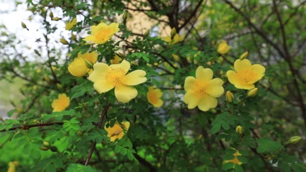 Rosa Amarilla Plena Floración Jardín Botánico Norte China — Vídeos de Stock