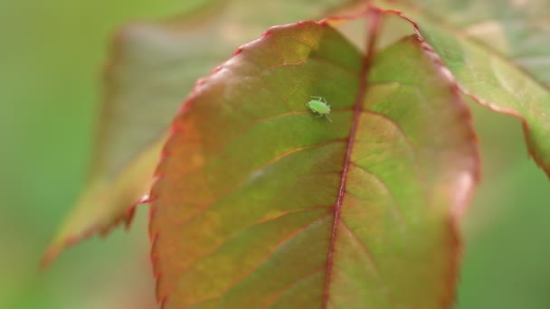 华北绿叶蚜虫 — 图库视频影像