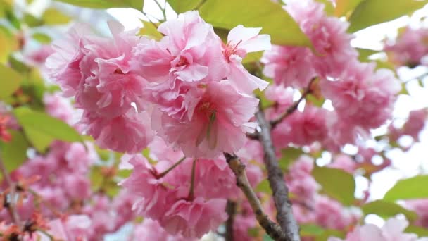 Chrysopa Cseresznyevirágzás Botanikus Kertben Észak Kínában — Stock videók