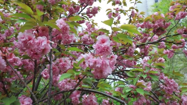 Цветение Сакуры Ботаническом Саду Северный Китай — стоковое видео
