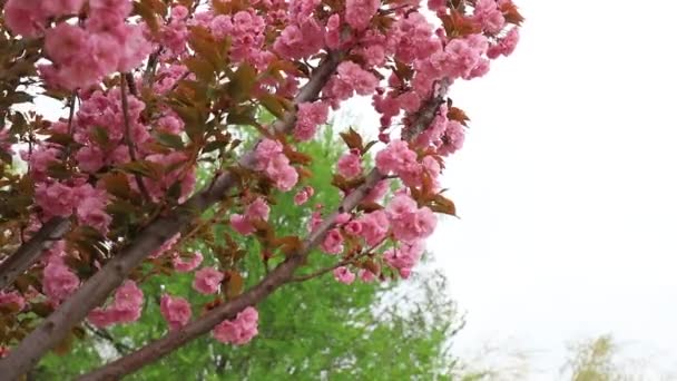 Kirschblüten Voller Blüte Botanischen Garten Nordchina — Stockvideo