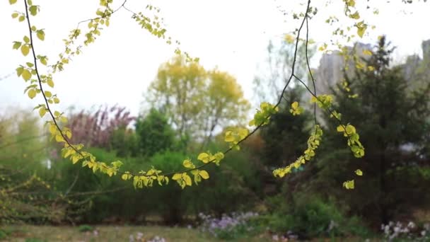 Kuzey Çin Deki Botanik Bahçesinde Karaağaç Yaprakları — Stok video