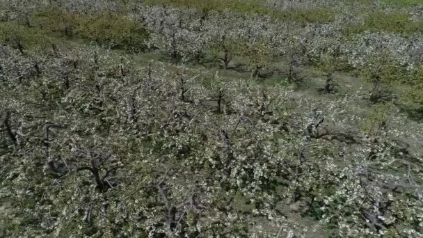 Повітряна Фотографія Ранніх Весняних Пейзажів Саду Груші Північному Китаї — стокове відео