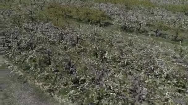 Аэрофотосъемка Ранней Весны Грушевого Сада Северном Китае — стоковое видео