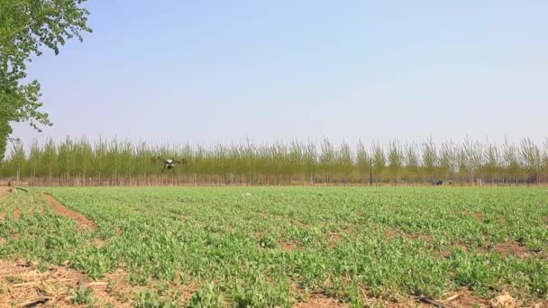 Luannan County Provincie Hebei China April 2020 Landbouwers Gebruiken Landbouwdrones — Stockvideo