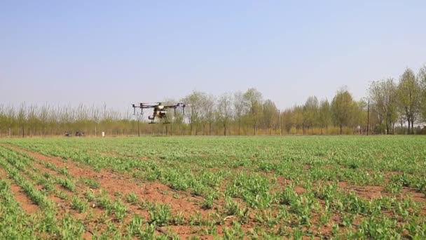 Luannan County Província Hebei China Abril 2020 Agricultores Usam Drones — Vídeo de Stock
