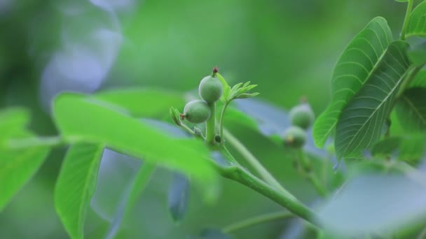 Fructele Tinere Nuc Grădina Botanică China Nord — Videoclip de stoc