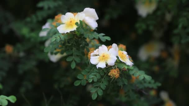 Rosa Davurica Flores Jardim Botânico Norte China — Vídeo de Stock