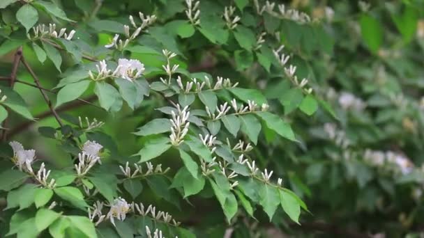 Kamperfoelie Bloemen Botanische Tuin Noord China — Stockvideo