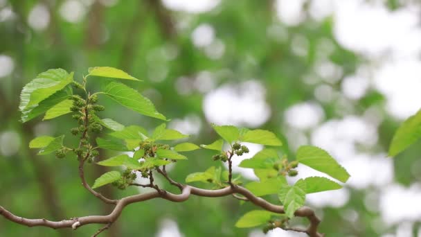 Mulberry Botanische Tuin Noord China — Stockvideo
