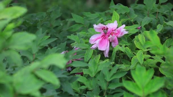 Παιώνια Λουλούδια Στον Βοτανικό Κήπο Βόρεια Κίνα — Αρχείο Βίντεο