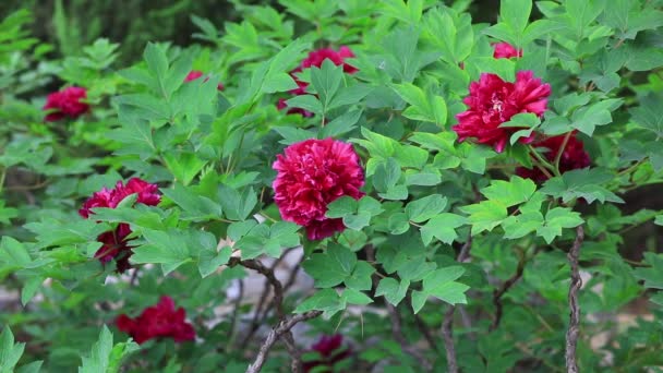 Flores Peônia Jardim Botânico Norte China — Vídeo de Stock