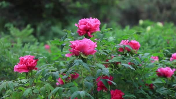 Fleurs Pivoines Dans Jardin Botanique Chine Nord — Video
