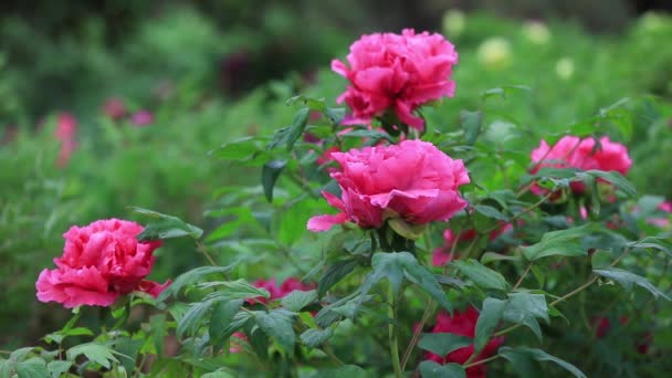 Flores Peonía Jardín Botánico Norte China — Vídeos de Stock