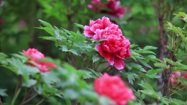 Botanik Bahçesinde Şakayık Çiçekleri Kuzey Çin — Stok video