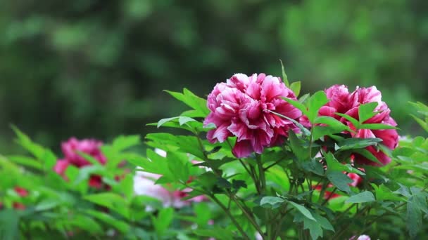 Peony Flowers Botanical Garden North China — Stock Video