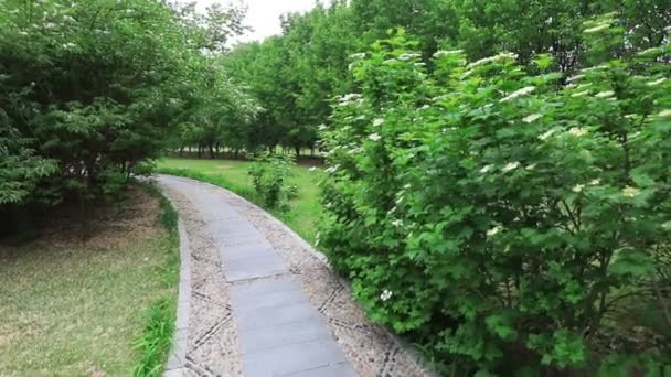 Europese Peulen Botanische Tuin Noord China — Stockvideo
