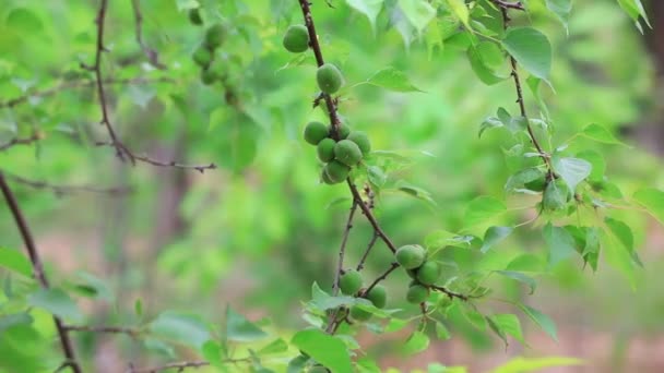 Jonge Abrikozen Takken Boomgaarden Noord China — Stockvideo