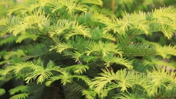 Metasequoia Planten Tuin Noord China — Stockvideo