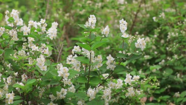 Piante Fiore Bianco Nel Giardino Cina Del Nord — Video Stock