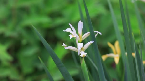 Iris Λουλούδια Στο Πάρκο Βόρεια Κίνα — Αρχείο Βίντεο
