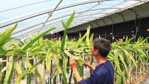 Luannan County Hebei Province China May 2020 Gardeners Prune Pitaya — Stock Video