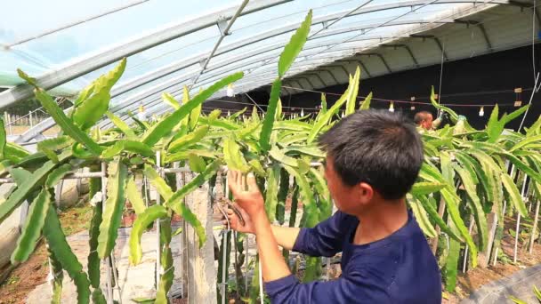 Luannan County Hebei Province Κίνα Μαΐου 2020 Κηπουροί Δαμάσκηνο Φυτά — Αρχείο Βίντεο