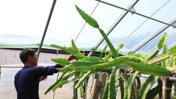Luannan County Província Hebei China Maio 2020 Jardineiros Podam Plantas — Vídeo de Stock