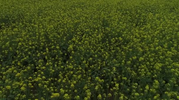 フィールド 北中国の美しいレイプの花 — ストック動画