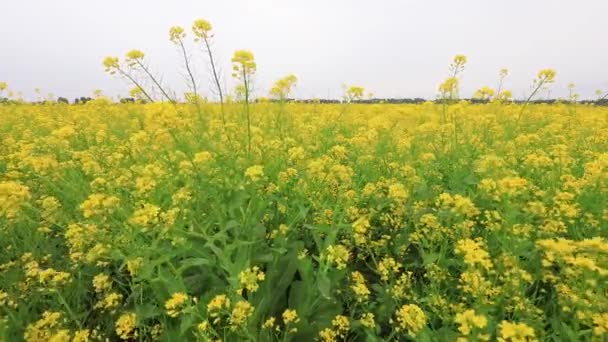 Kuzey Çin Güzel Tecavüz Çiçekleri — Stok video