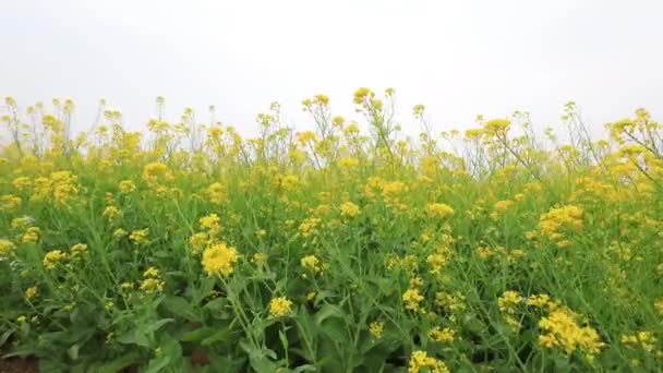 Schöne Rapsblüten Auf Den Feldern Nordchina — Stockvideo