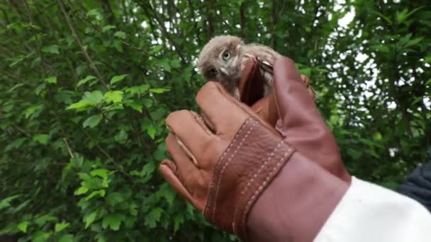 Záchranáři Ptáků Testovali Stresovou Reakci Mladých Sovy Severní Čína — Stock video