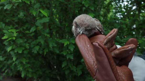 Ratownicy Ptaków Testowali Reakcję Stresową Młodych Sów Północnych Chinach — Wideo stockowe