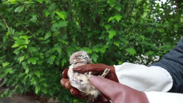 Tim Penyelamat Memeriksa Kaki Burung Hantu Kecil Cina Utara — Stok Video
