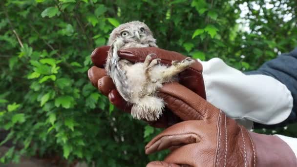 救援人员对中国北方猫头鹰宝宝的脚进行了检查 — 图库视频影像