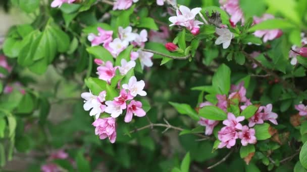 Вейгела Флоріда Повному Розквіті Ботанічному Саду Північний Китай — стокове відео